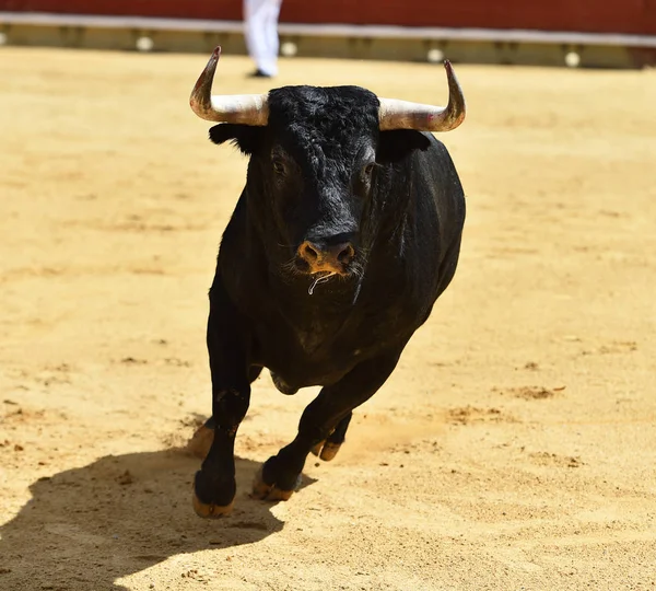 Stier Mit Großen Hörnern — Stockfoto