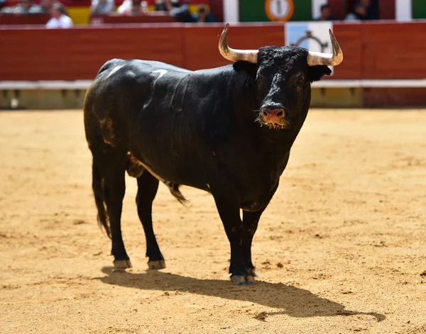 Toro Con Grandi Corna — Foto Stock