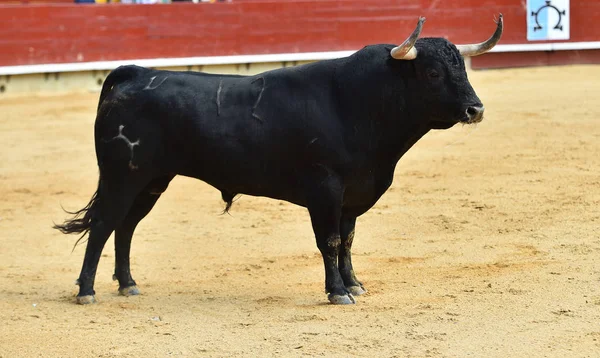 Toro Con Grandi Corna — Foto Stock