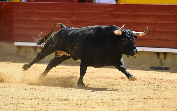 Bull Big Horns — Stock Photo, Image