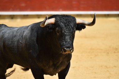 İspanyol boğa güreşi çalışan kızgın boğa