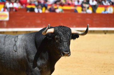 İspanyol boğa güreşi çalışan kızgın boğa