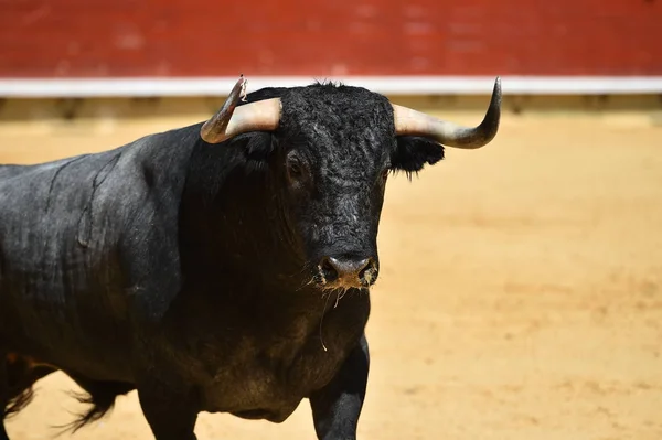 Banteng Marah Berjalan Dalam Ring Banteng Spanyol — Stok Foto