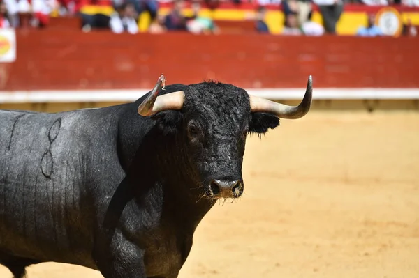 Angry Bull Running Spanish Bullring — Stock Photo, Image