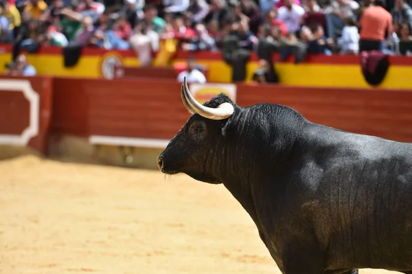 angry bull running in spanish bullring