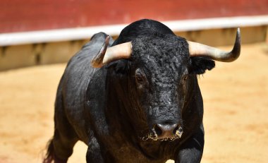 İspanyol boğa güreşi çalışan kızgın boğa