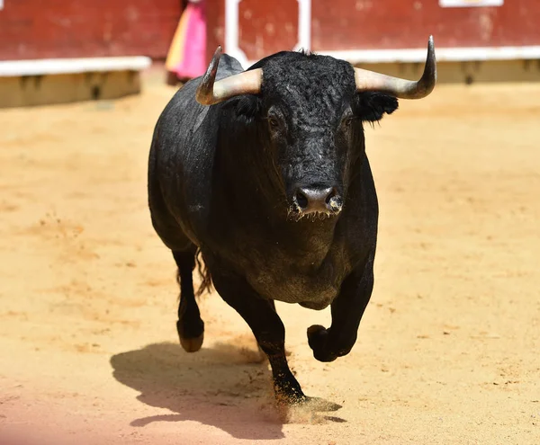Wütender Stier Läuft Spanischer Stierkampfarena — Stockfoto