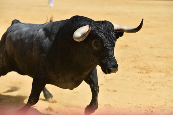 Taureau Colère Courir Arène Espagnole — Photo