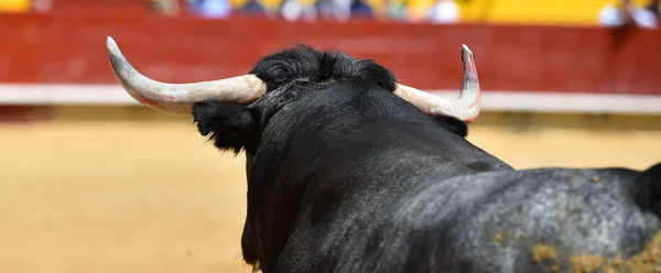 angry bull running in spanish bullring