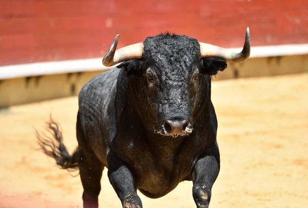 angry bull running in spanish bullring