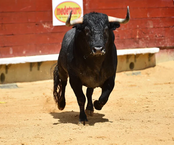 Touro Zangado Correndo Touro Espanhol — Fotografia de Stock