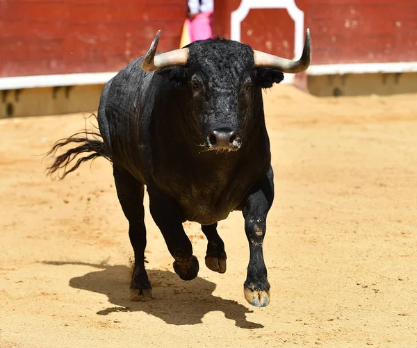 スペインの闘牛で走っている怒っている雄牛 — ストック写真