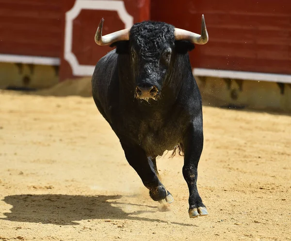 Wütender Stier Läuft Spanischer Stierkampfarena — Stockfoto