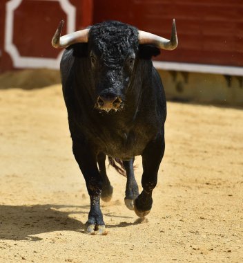 İspanyol boğa güreşi çalışan kızgın boğa