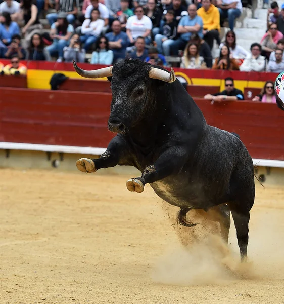 Dühös Bika Futó Spanyol Bikaviadal — Stock Fotó
