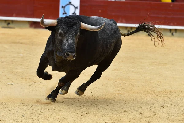 Toro Arrabbiato Esecuzione Bullring Spagnolo — Foto Stock