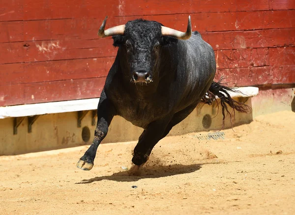 Spanyol Boğa Güreşi Çalışan Kızgın Boğa — Stok fotoğraf