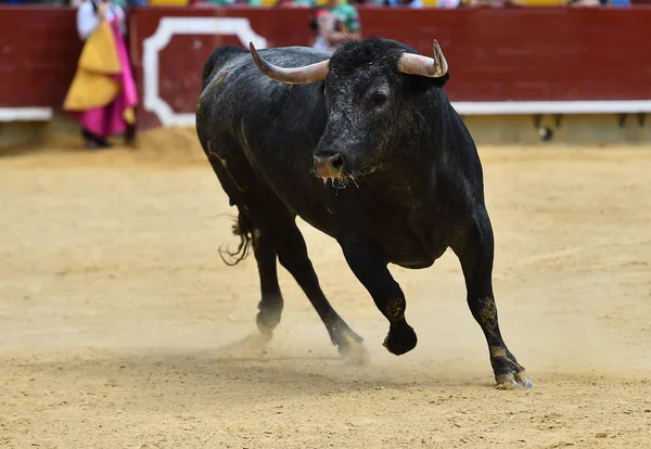 Сердитий Бик Біжить Іспанському Бику — стокове фото