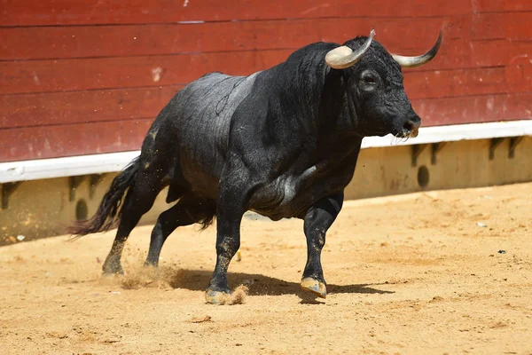 Taureau Colère Courir Arène Espagnole — Photo