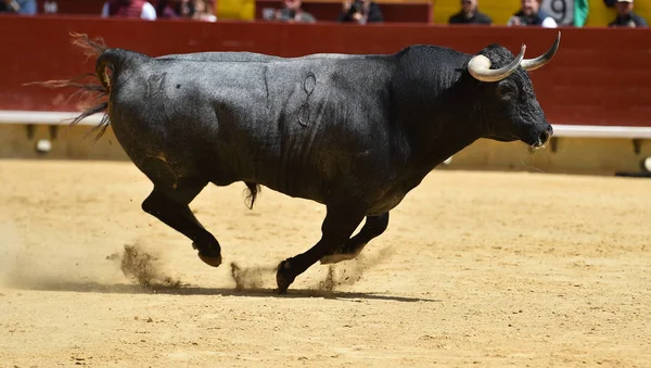 Vzteklý Býk Běžící Španělském Býčích — Stock fotografie