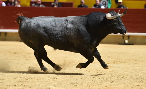 Toro Enojado Corriendo Plaza Toros Española —  Fotos de Stock