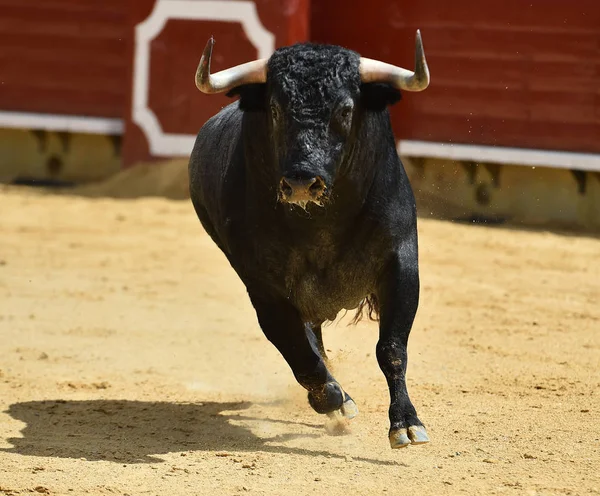 Touro Zangado Correndo Touro Espanhol — Fotografia de Stock