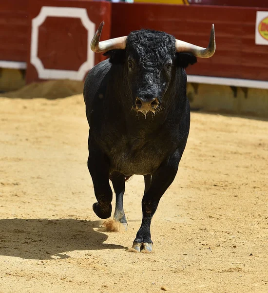 Wütender Stier Läuft Spanischer Stierkampfarena — Stockfoto