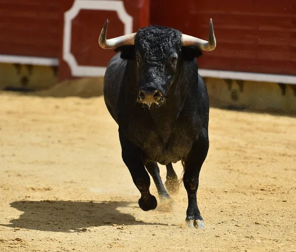 Zły Byk Działa Hiszpańskim Arena Walk Byków — Zdjęcie stockowe