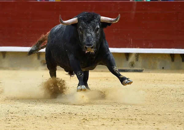 Toro Enojado Corriendo Plaza Toros Española —  Fotos de Stock