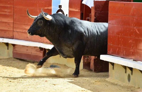 angry bull running in spanish bullring