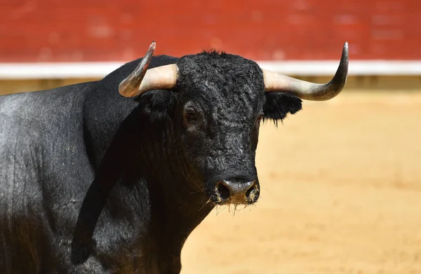 angry bull running in spanish bullring