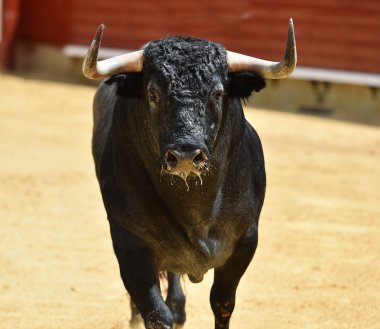 İspanya boğa mücadele