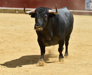 İspanya boğa mücadele