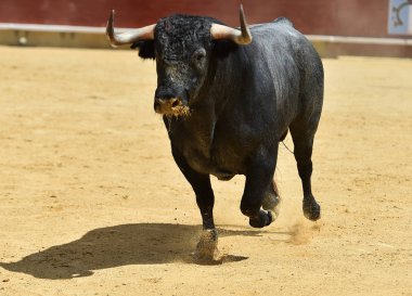 İspanya boğa mücadele