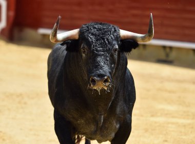 İspanya boğa mücadele