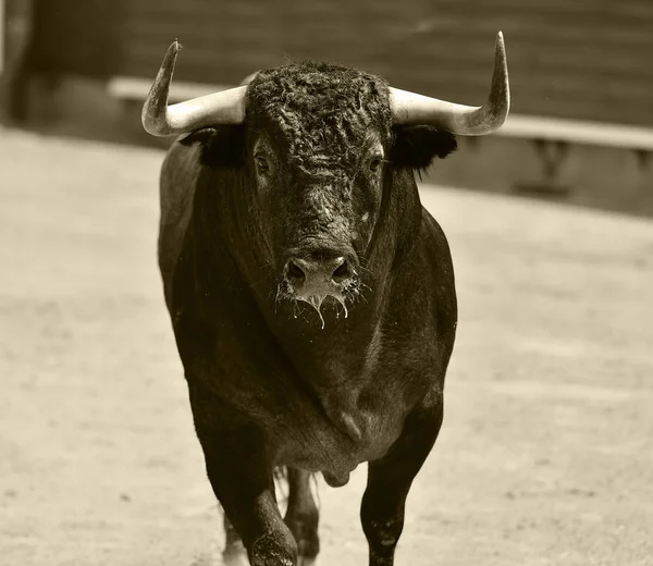 Kampfstier Spanien — Stockfoto