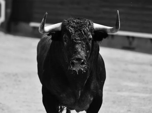 Fighting Bull Spain — Stock Photo, Image