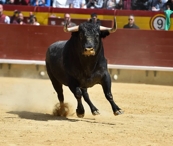 Kampfstier Spanien — Stockfoto