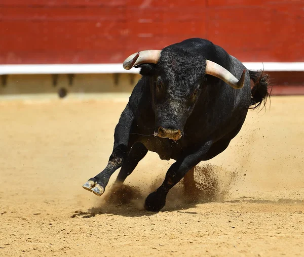 Fighting Tjur Spanien — Stockfoto