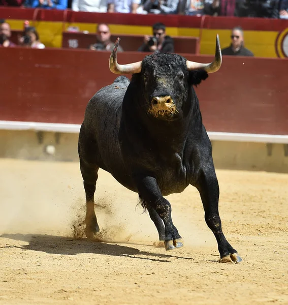 スペインの牛との戦い — ストック写真