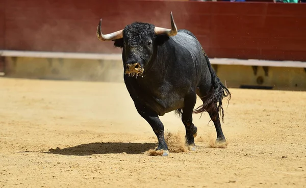 Touro Lutando Espanha — Fotografia de Stock