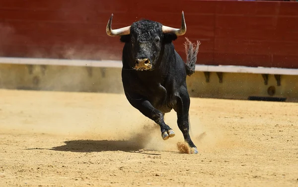 Touro Lutando Espanha — Fotografia de Stock