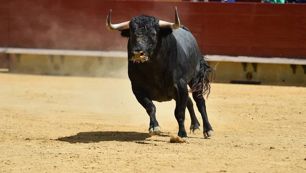 Touro Lutando Espanha — Fotografia de Stock