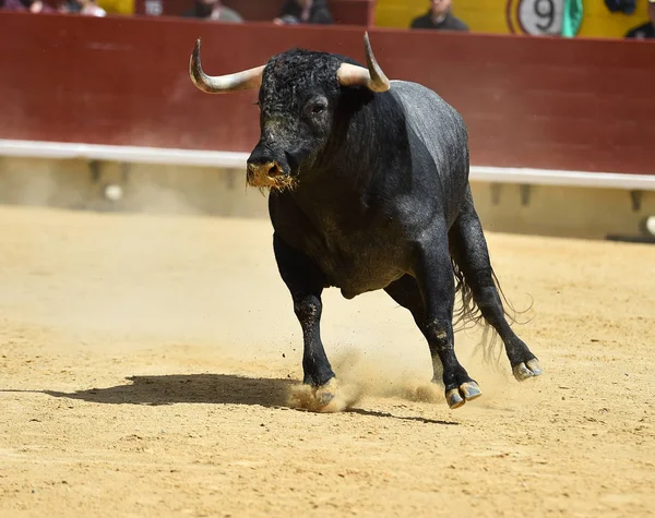 Touro Lutando Espanha — Fotografia de Stock