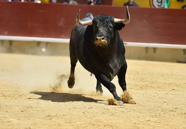 Touro Lutando Espanha — Fotografia de Stock