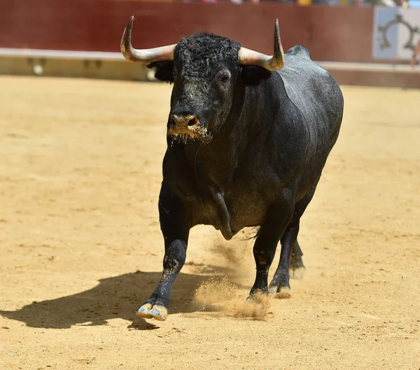 Touro Lutando Espanha — Fotografia de Stock