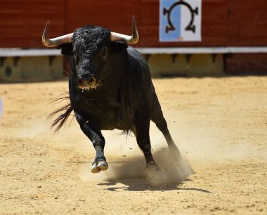 İspanya boğa mücadele