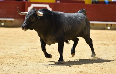İspanya boğa mücadele