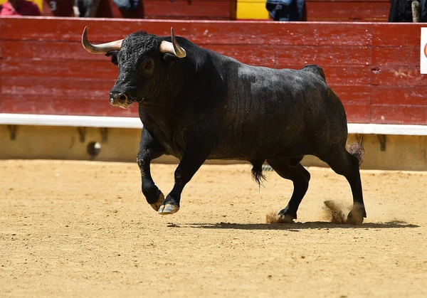 Touro Lutando Espanha — Fotografia de Stock