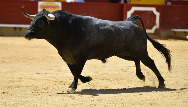 Harci Bika Spanyolország — Stock Fotó